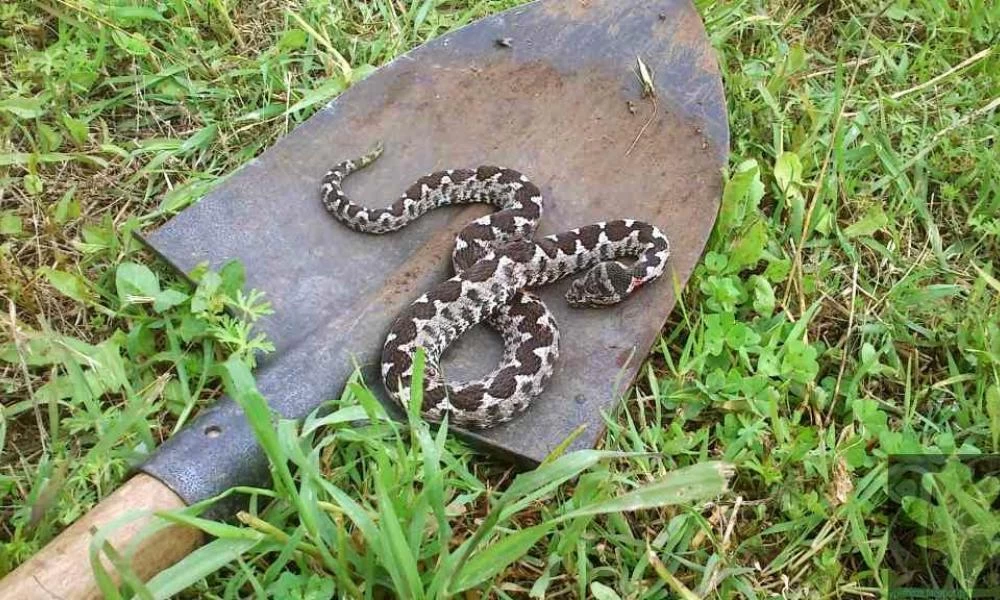 Οχιά δάγκωσε άνδρα - Νοσηλεύεται στο νοσοκομείο με αφόρητους πόνους
